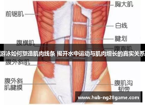 游泳如何塑造肌肉线条 揭开水中运动与肌肉增长的真实关系
